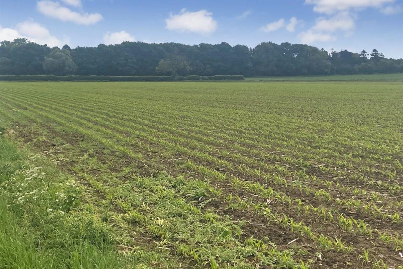 68.06 Acres – Land, Atterby, Market Rasen