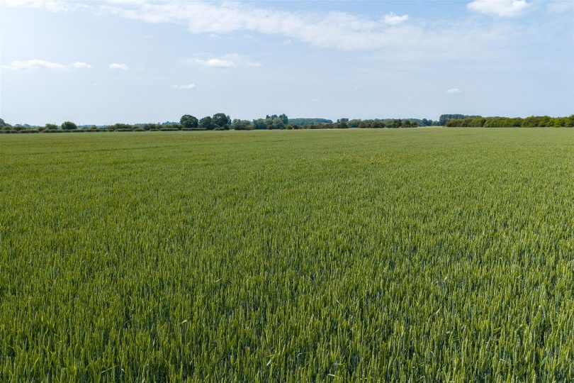 366.59 Acres Land – Grove Farm, Whitton