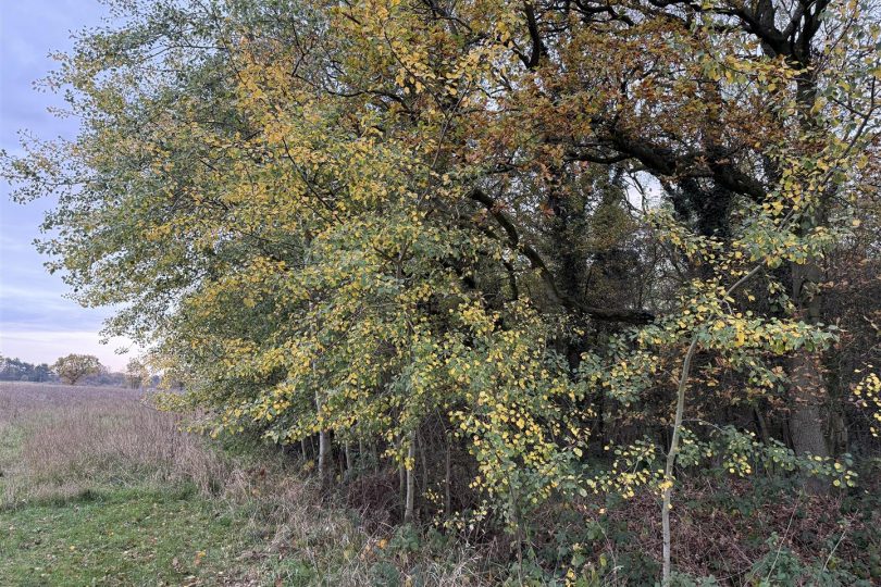 2.64 Acres Woodland – North Kelsey Moor, Market Rasen