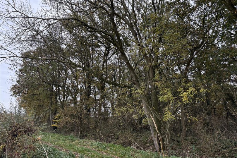 2.64 Acres Woodland – North Kelsey Moor, Market Rasen