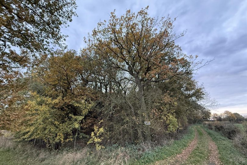 2.64 Acres Woodland – North Kelsey Moor, Market Rasen