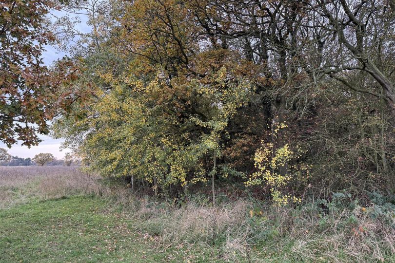 2.64 Acres Woodland – North Kelsey Moor, Market Rasen