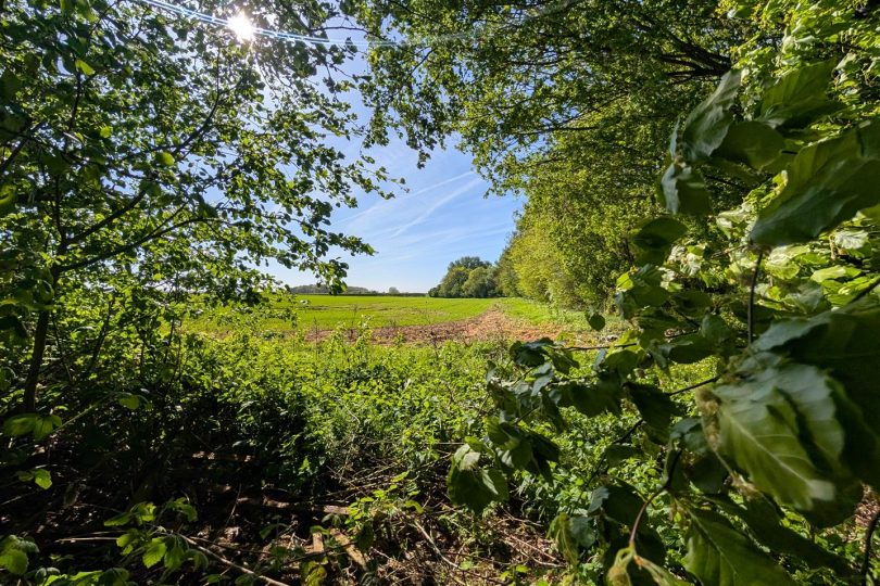 Caenby Cliff, Market Rasen
