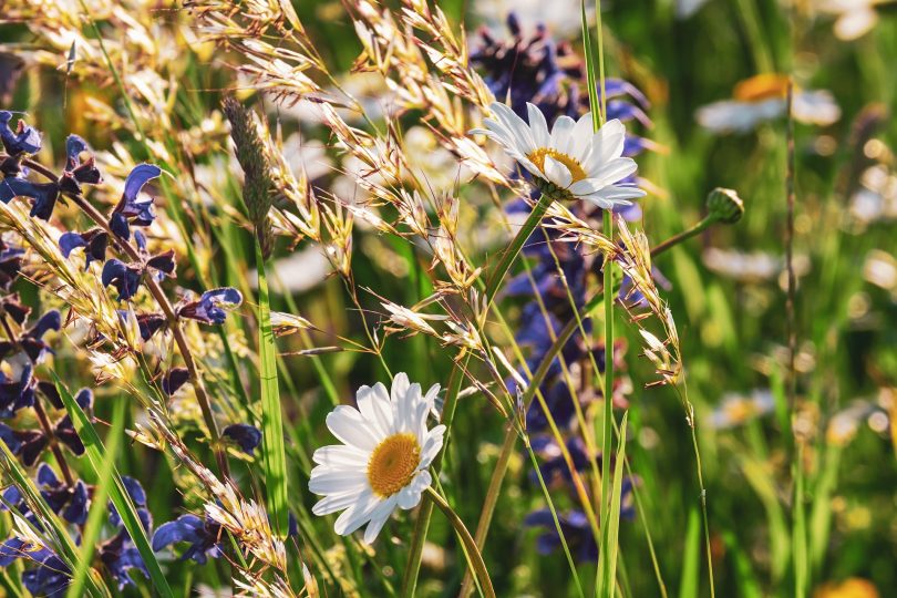 Expanded Sustainable Farming Incentive (SFI) Offer